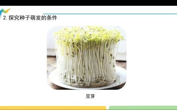 三下科学《种子发芽了(二)》哔哩哔哩bilibili