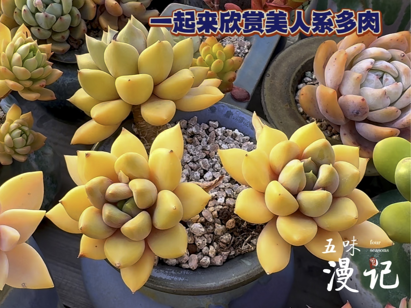 美人系多肉专辑:金蝉,潘多拉,甲骨文,汤圆,奶茶,千代田之松