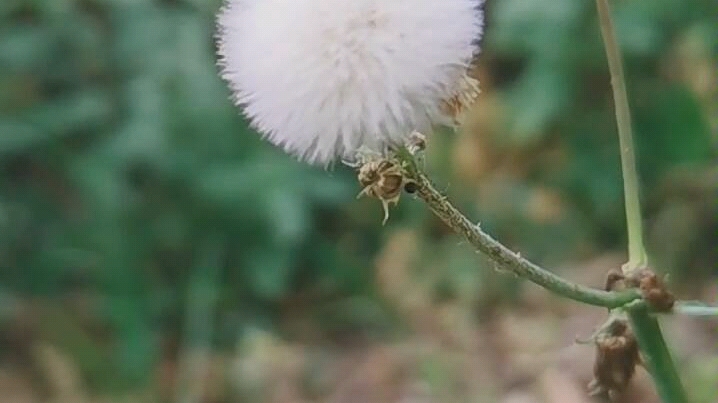 [图]蒲公英被吹飞的一瞬间