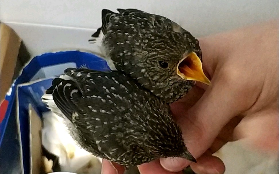 【石燕】想要吃饭