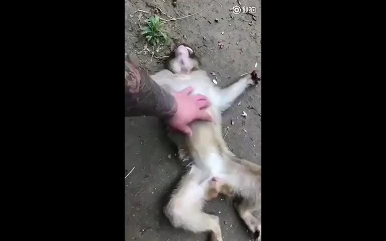 [图]猴子最后的表情亮了