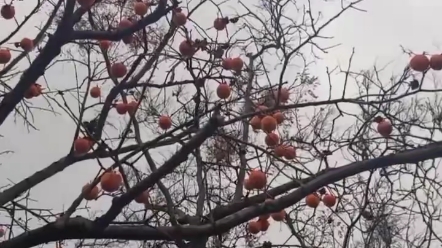 [图]愿冬至的漫长黑夜卷走你所有的不愉快