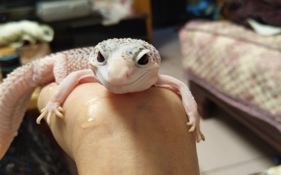 豹纹守宫银河洗澡澡 小可爱爱喝它的洗澡水(电解质水)_哔哩哔哩 (゜