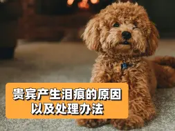 Tải video: 贵宾泪痕原因和解决方案，全在这里