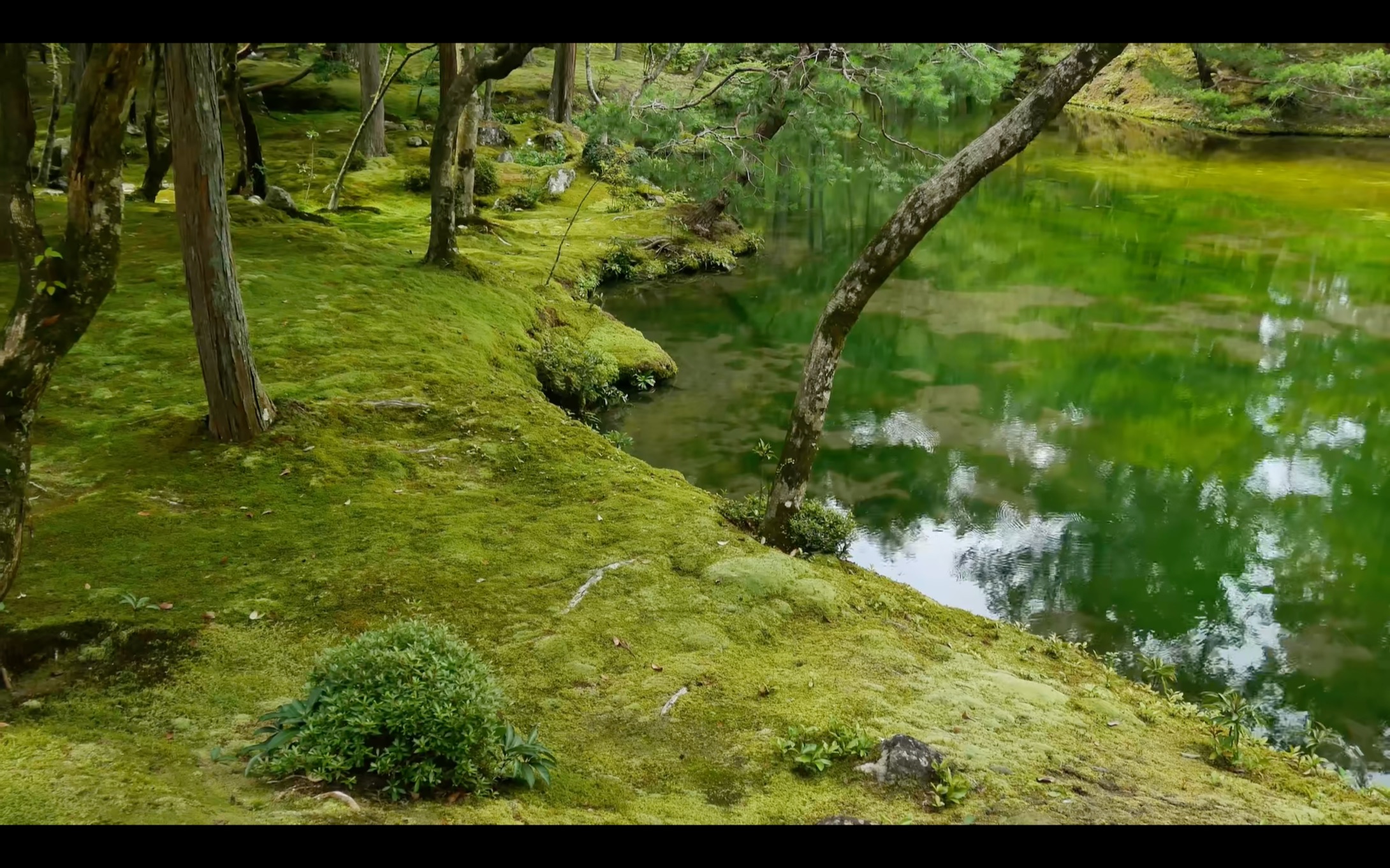 [图][4K]京都西芳寺庭院 苔寺 Garden of Saiho-ji Temple The gardens of Kyoto