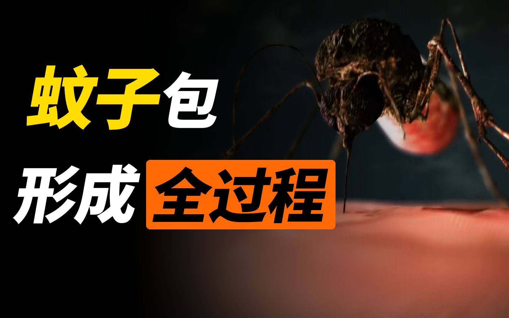 蚊子叮咬的包为什么这么痒？动画还原叮咬全过程！