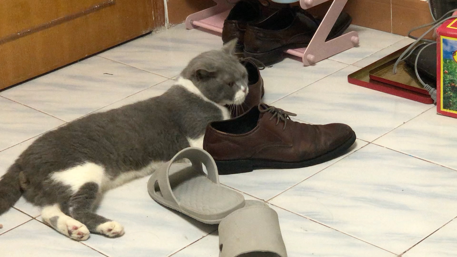 活动作品自己的猫!拍到它在闻鞋子