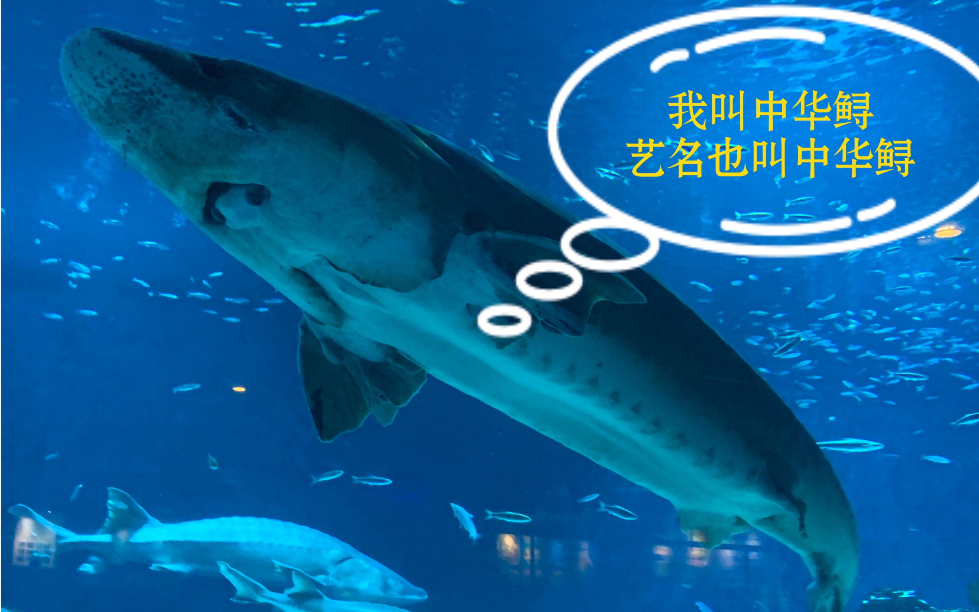 北京海洋馆沉浸观看中华鲟