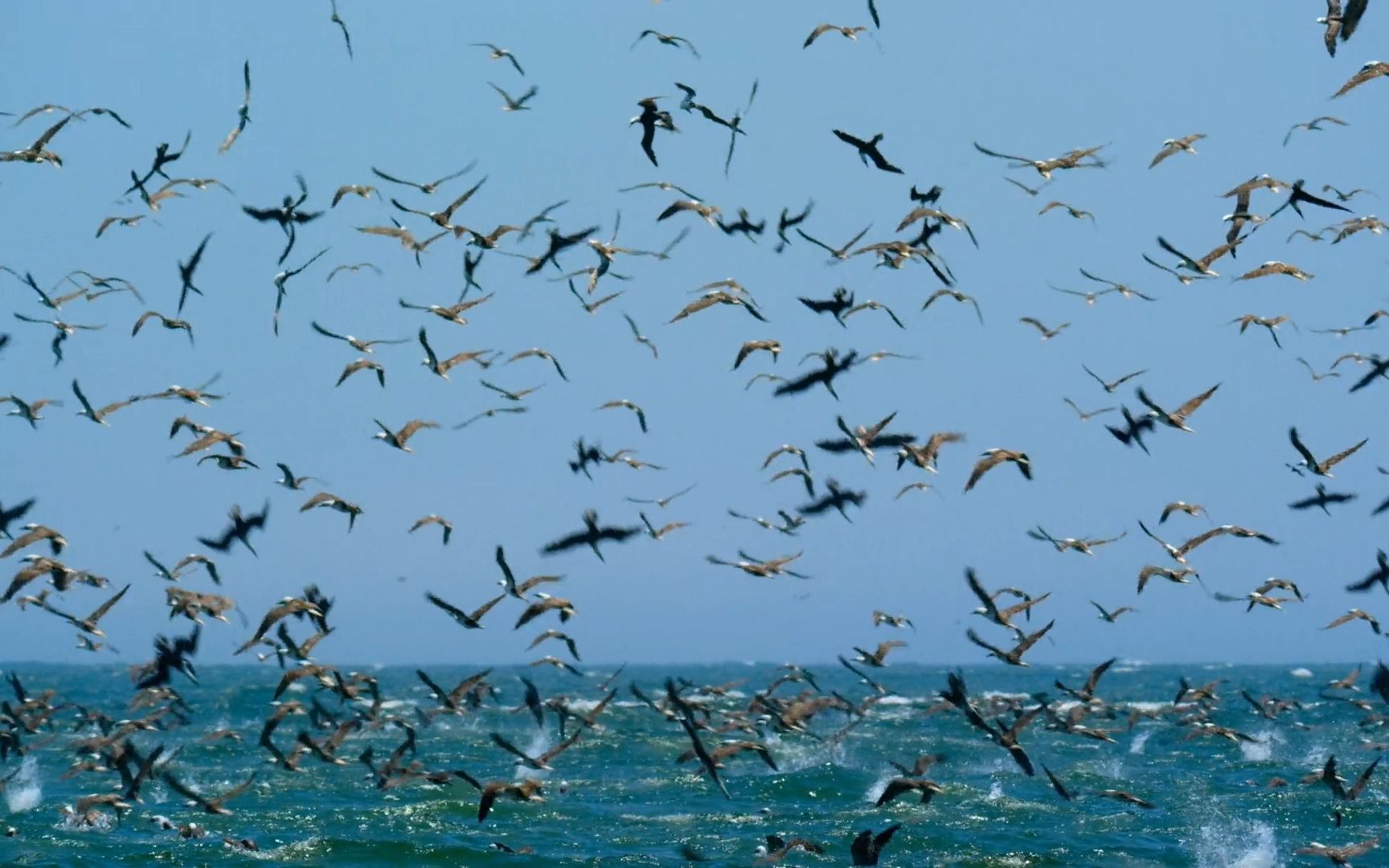 [图]Five million birds fish in the sea