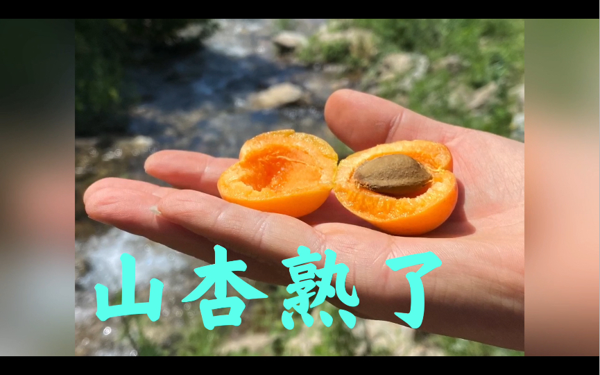 Apricot Ripening in the Valley 岸青峡谷里的山杏熟了哔哩哔哩bilibili