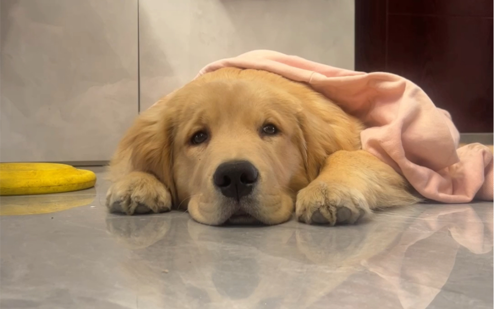 狗狗不会说话没办法告诉你他吧生病有多难受