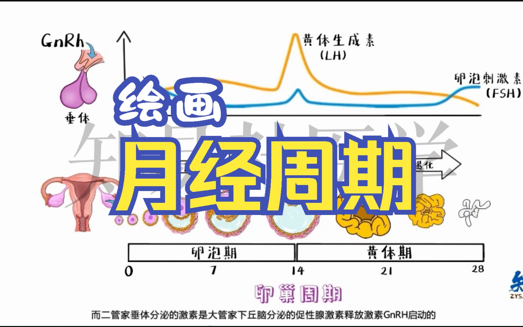 绘画 月经周期(卵巢周期)哔哩哔哩bilibili