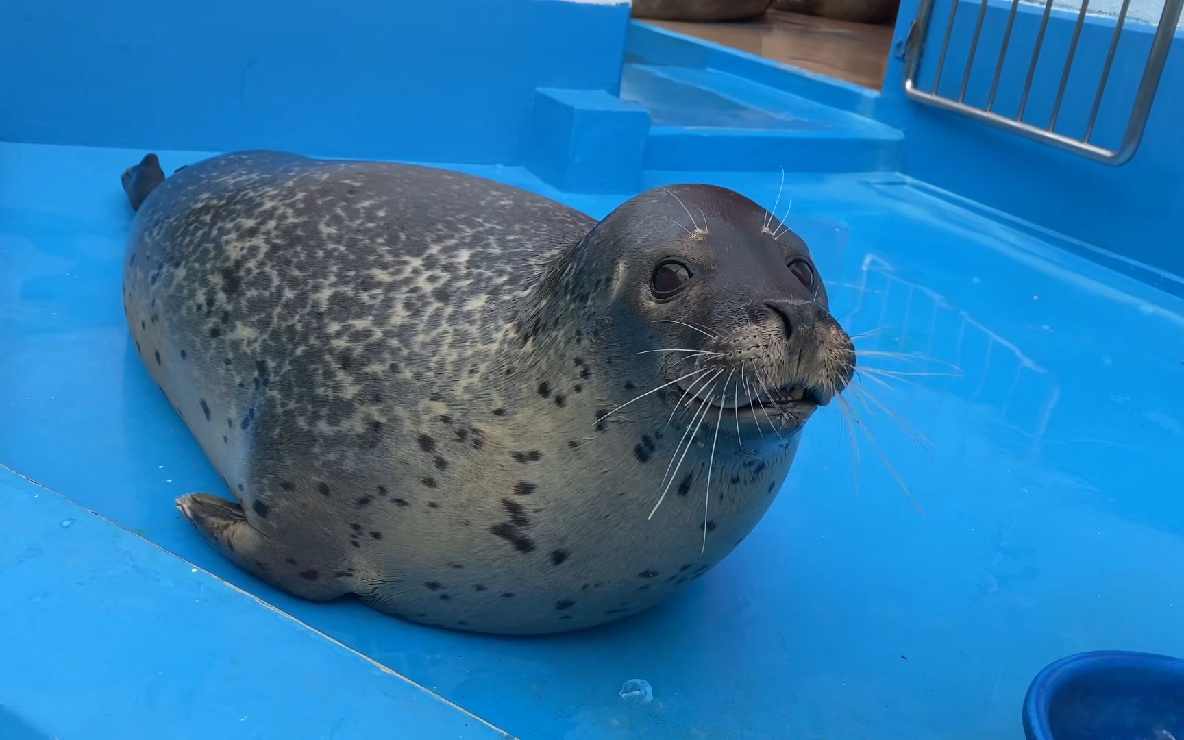 伊势海洋乐园 等待投食的海豹