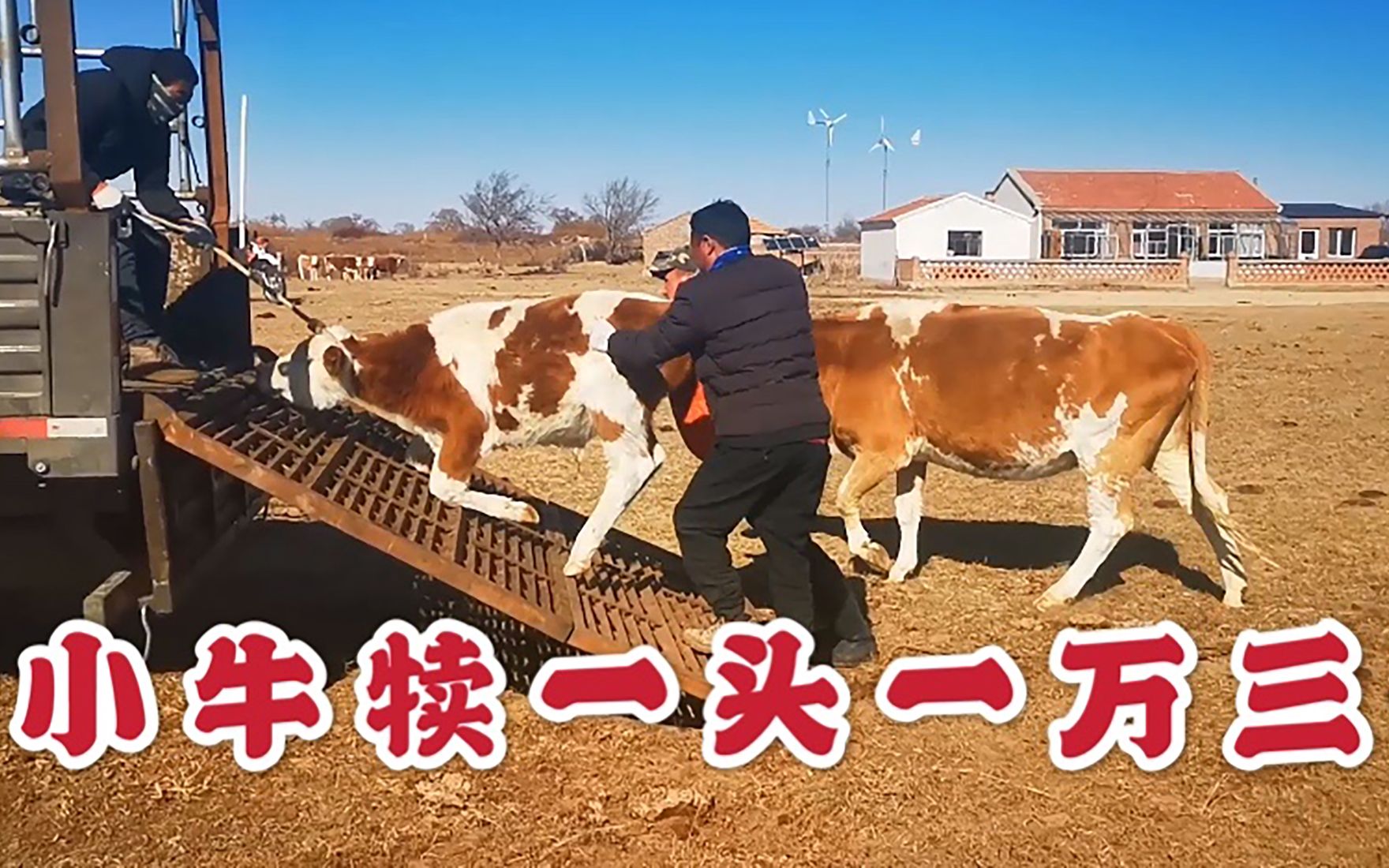 草原一头牛犊啥价格?几个月小牛犊能卖一万三,牧民一年挣多少钱哔哩哔哩bilibili