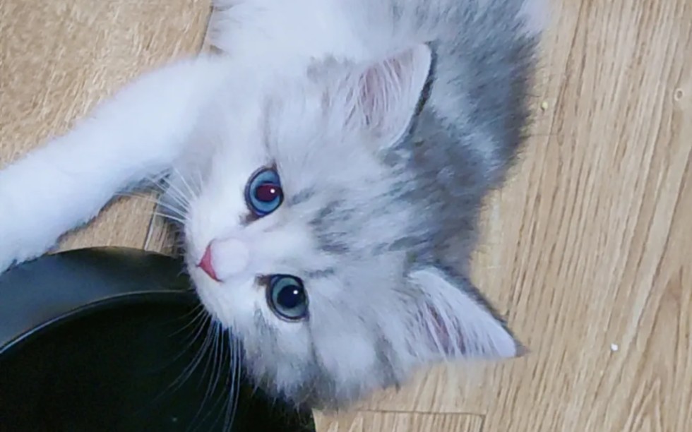 长毛银白高地猫咪找家长1200