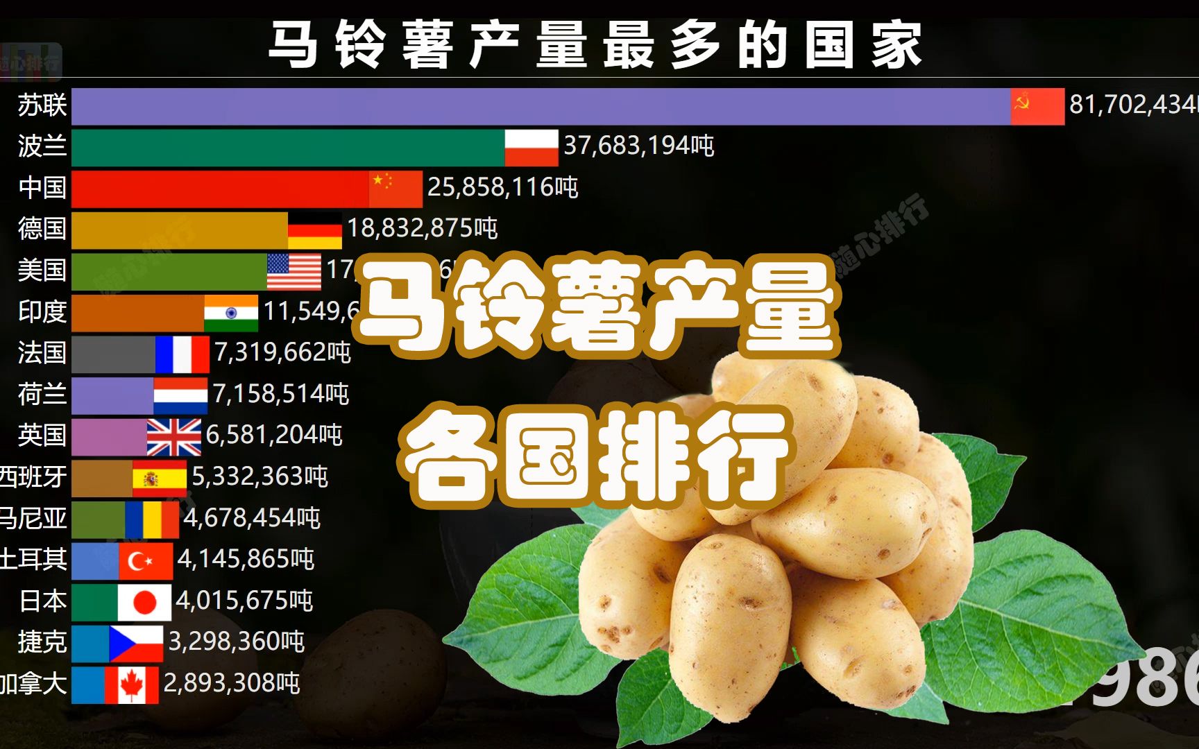 马铃薯品种226产量图片