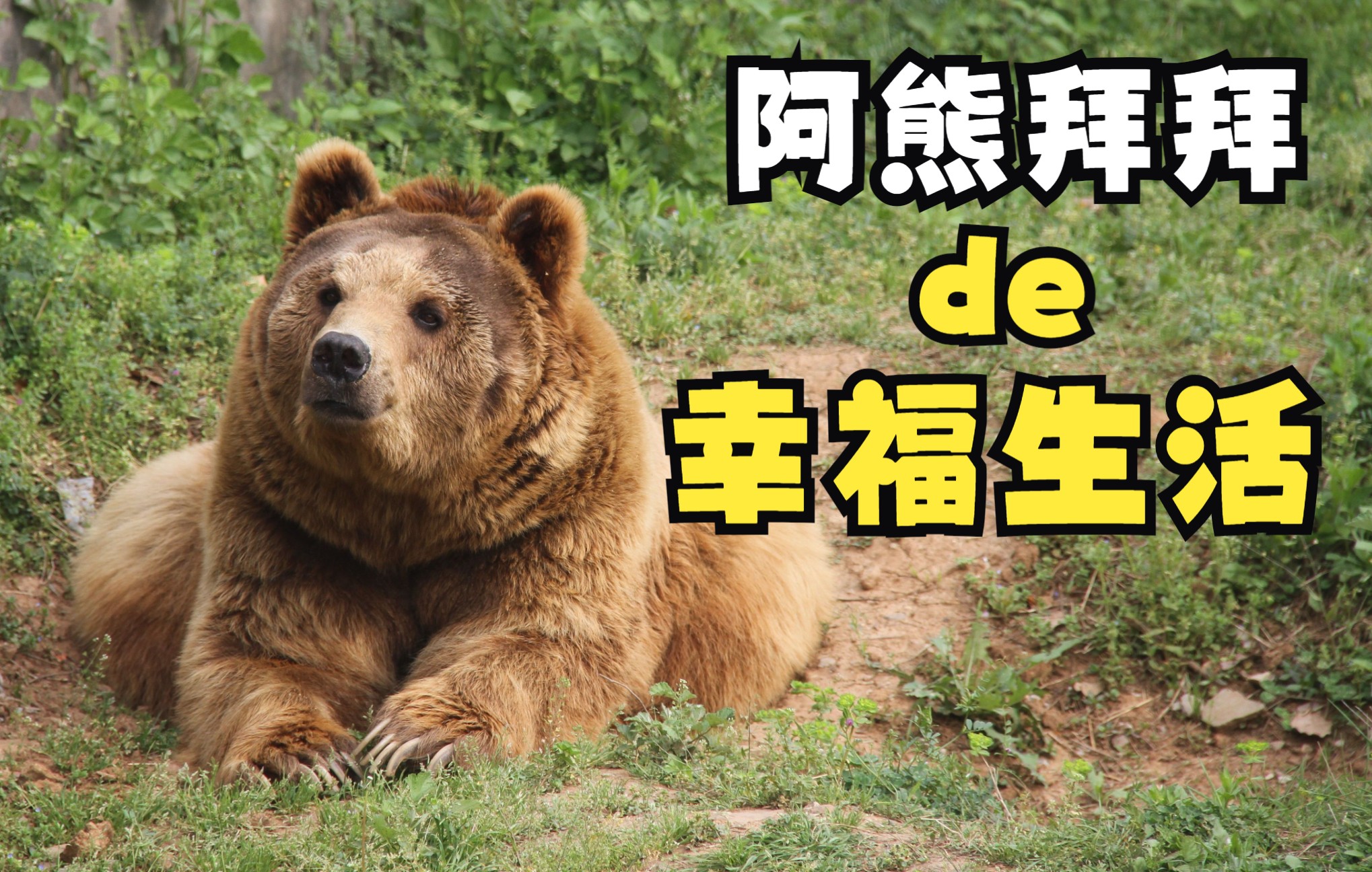 "阿熊拜拜"的幸福生活