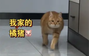 Download Video: 静电太大，小猫咪已经不让我碰了