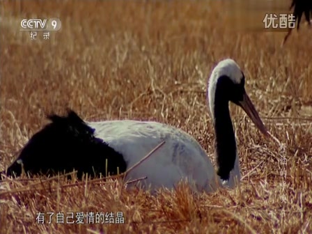 【CCTV纪录片】野性的呼唤(全五集) 生动讲述中国丰富的野生动物哔哩哔哩bilibili