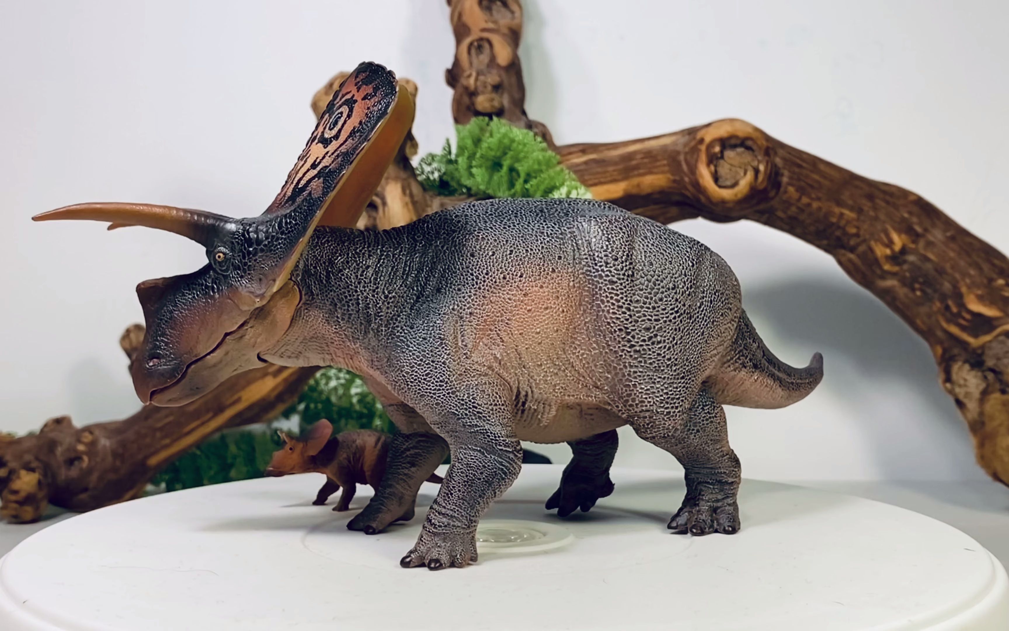 (转载)pnso 恐龙大王牛角龙评测