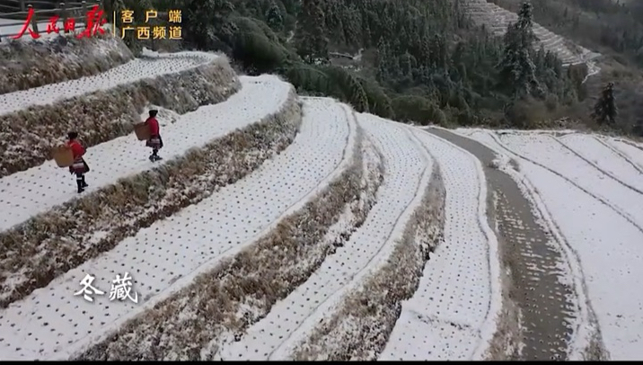 一段视频看龙脊梯田的四季有多美！