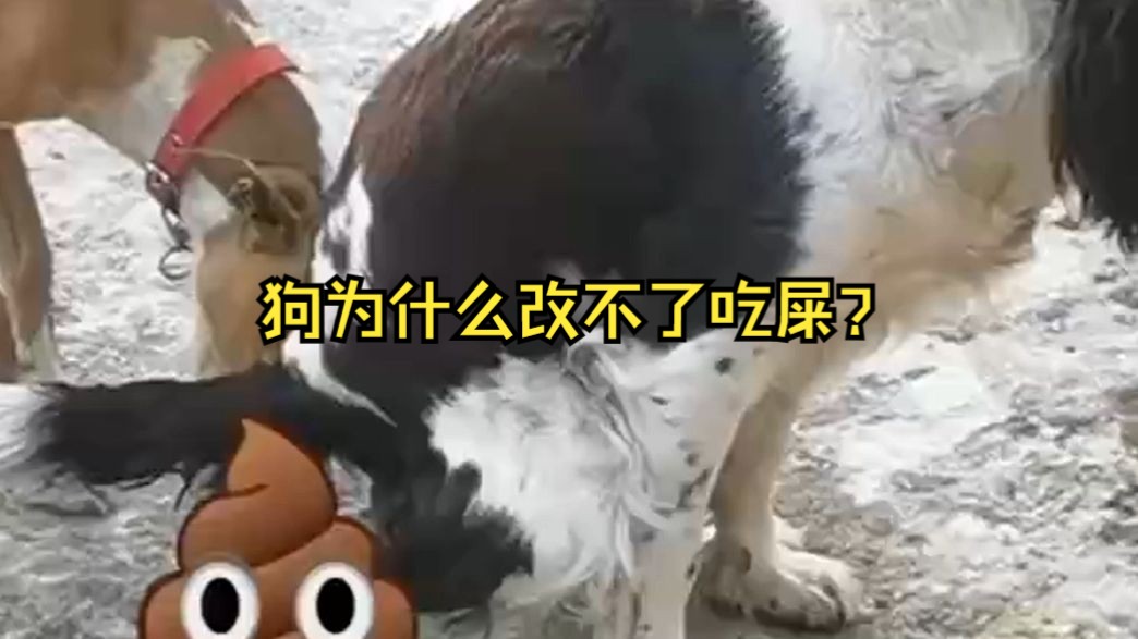 狗为什么改不了吃屎?