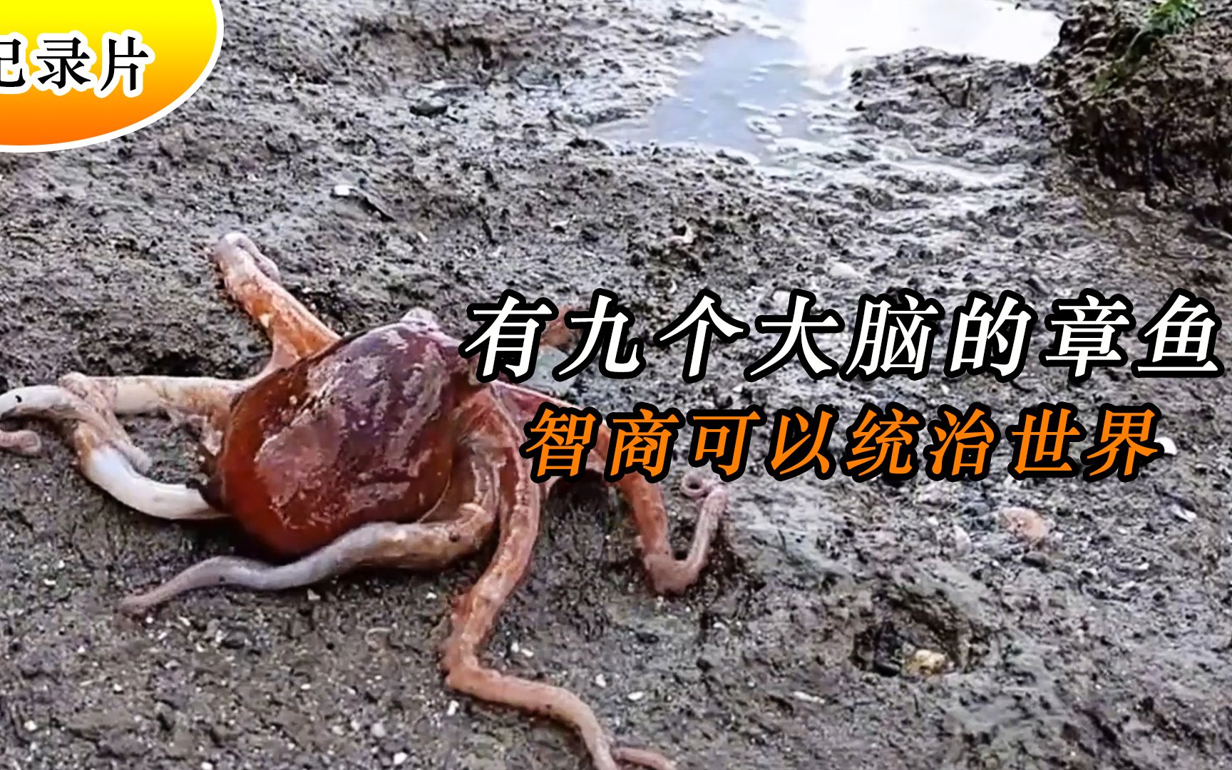 最聪明的动物章鱼:三颗心脏九个大脑,智商可以统治世界