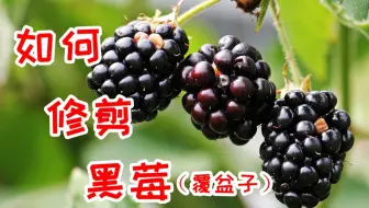 阳台种植 种下四天就发芽芽的树莓和蓝莓苗苗 2 哔哩哔哩 Bilibili 阳台种植 种下四天就发芽芽的树莓和蓝莓苗苗 2 哔哩哔哩 Bilibili