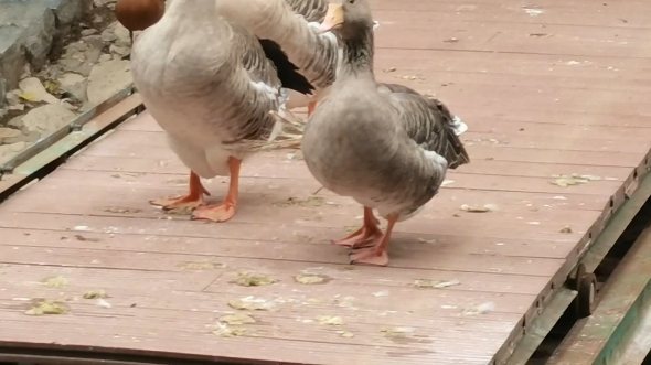 动物园中的可爱动物们