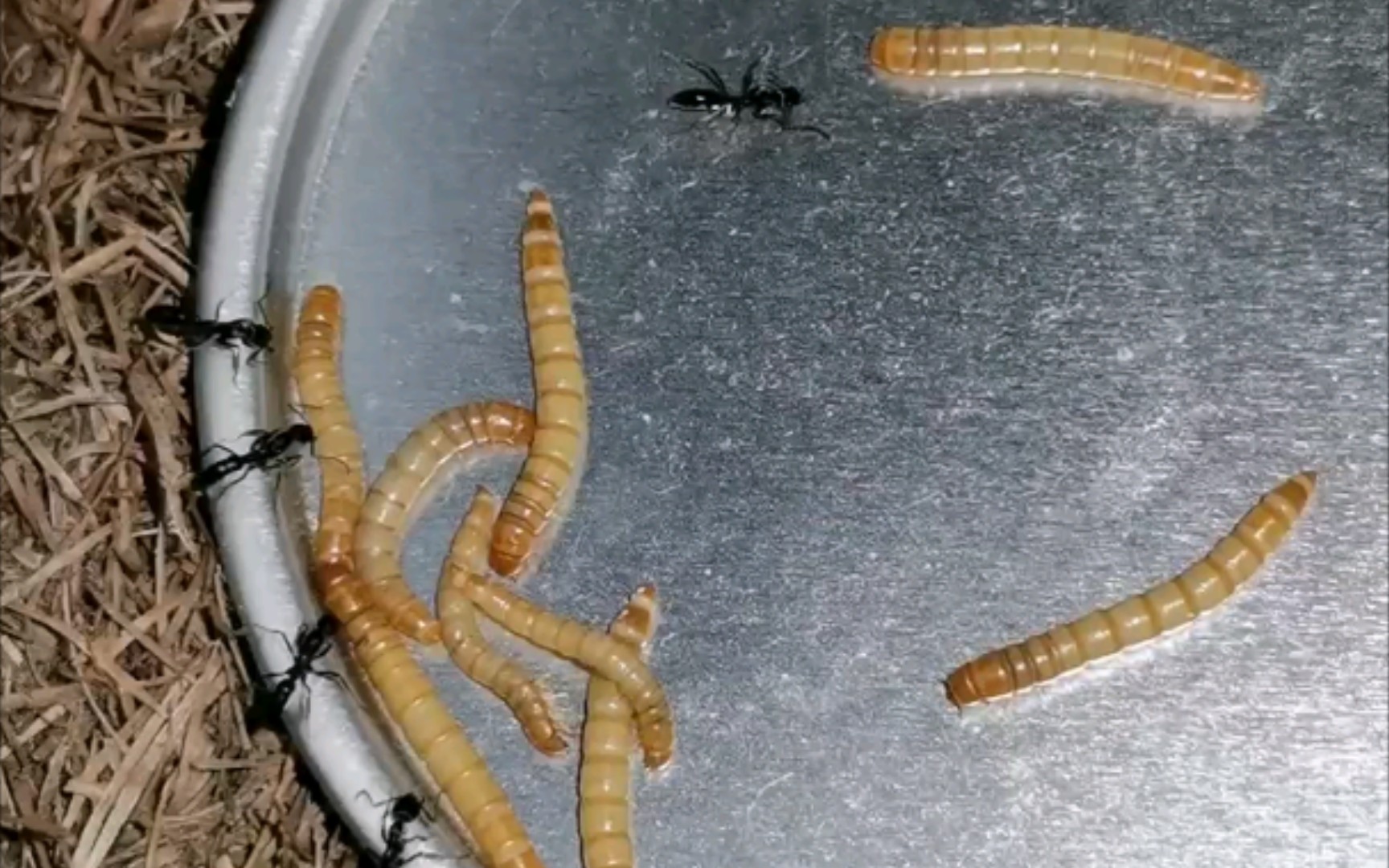 基氏细猛蚁来野区打小怪