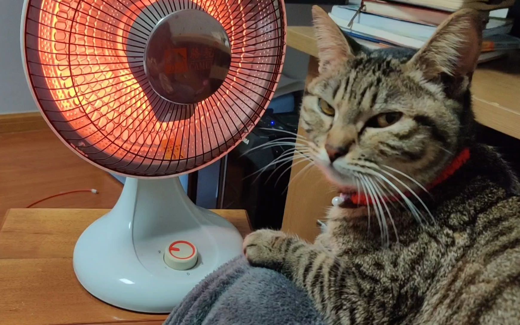 猫:哼,烤火居然不叫我!