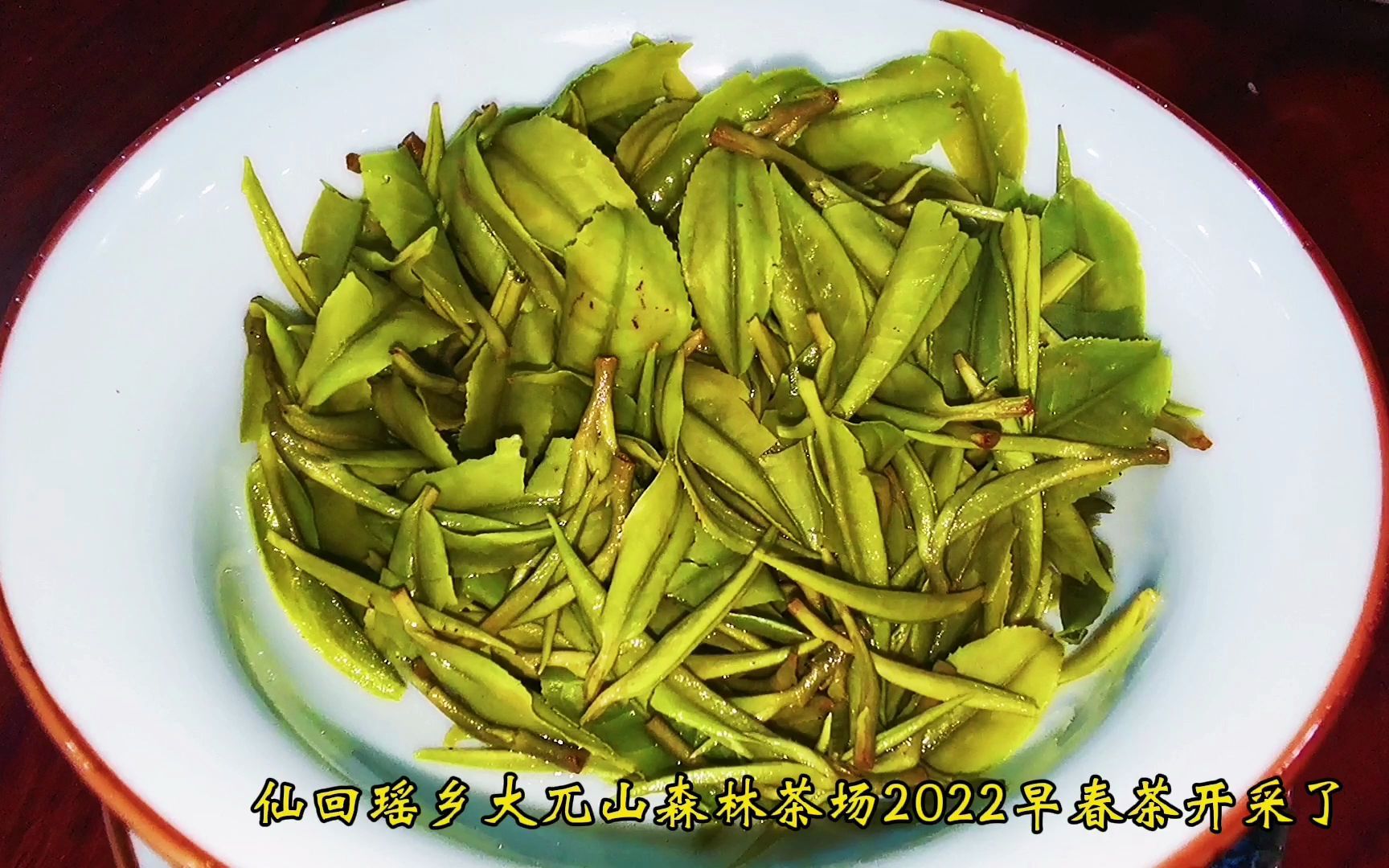 广西昭平县拉开2022早春茶采摘序幕&瑶乡春意浓,森林茶场里茶香景美