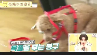 凶残泰迪疯狂咬人，几厘米的木板直接扯烂，被训犬师锁喉都不屈服