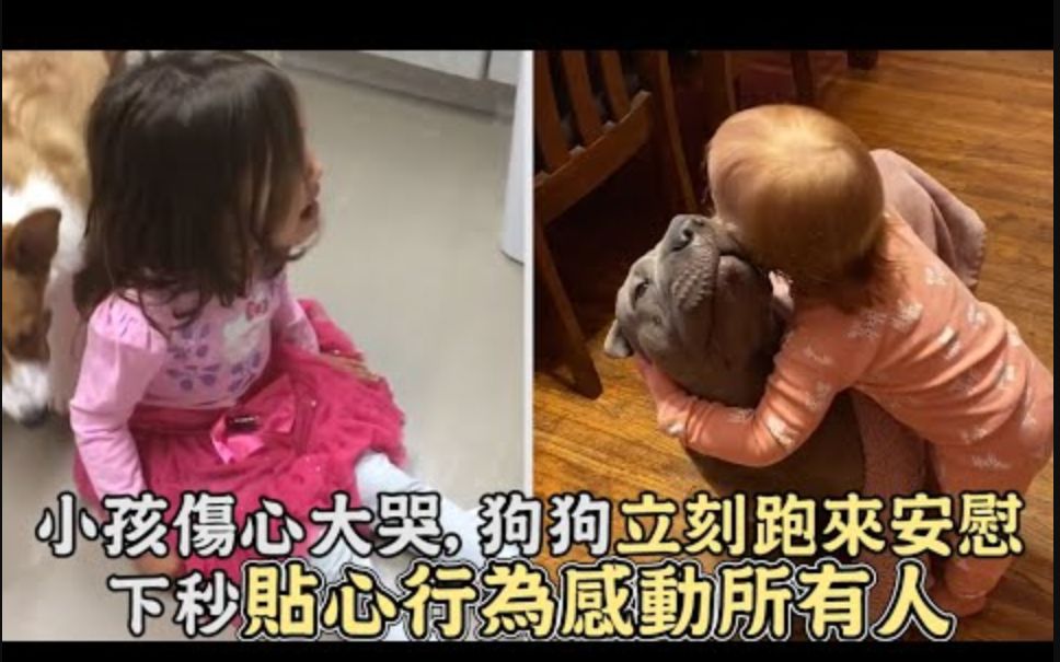 [图]小孩伤心大哭，狗狗立刻跑来安慰，贴心行为感动所有人,狗狗和小孩相处时的暖心瞬间!