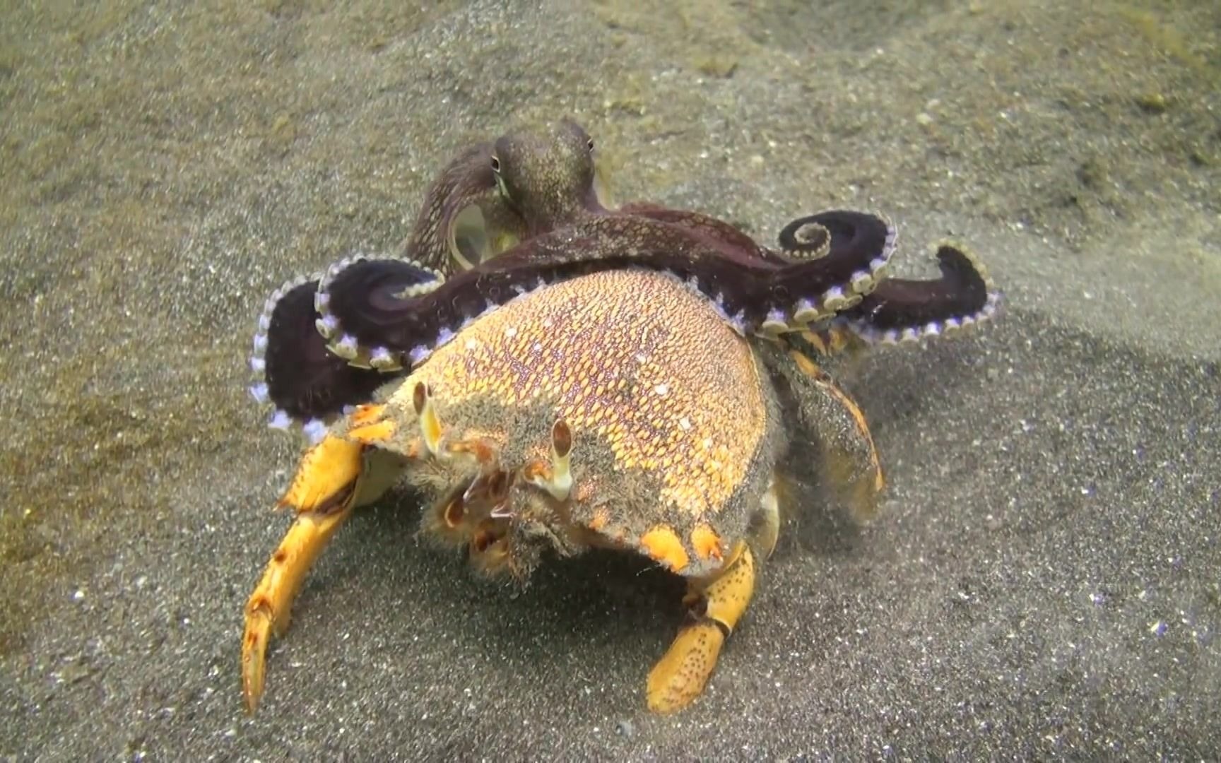 章鱼吃螃蟹 octopus fighting crab_哔哩哔哩_bilibili