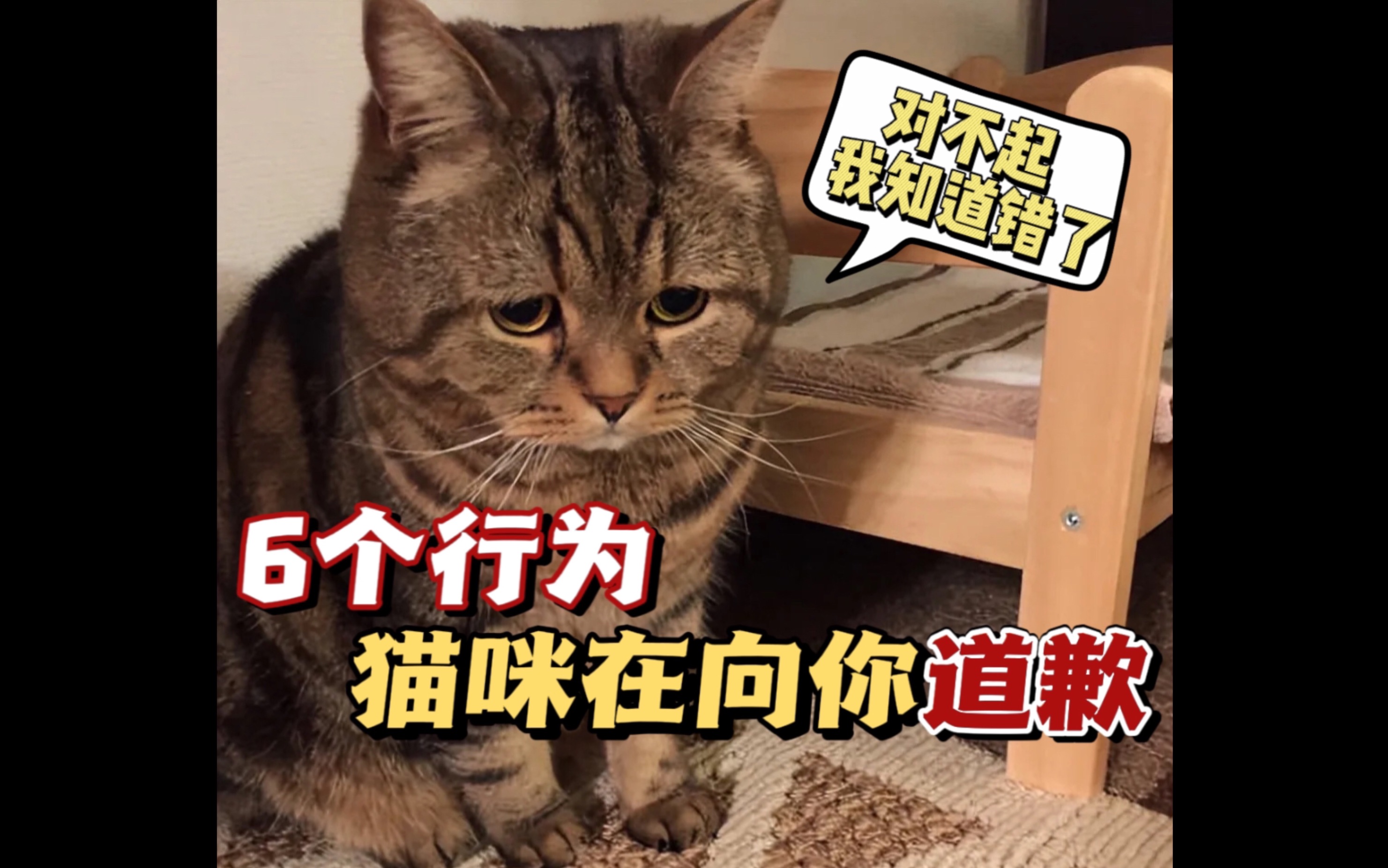 猫咪认错的6种表现!真的知错啦~原谅毛孩子吧!哔哩哔哩bilibili