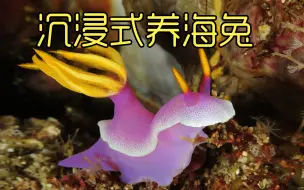 Descargar video: 沉浸式养海兔，花一百块钱买只海兔养起来，产完卵却消失了