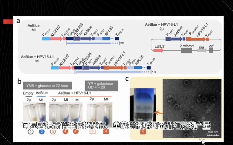 每日一合成生物学进展 2022.5.26 一种在酿酒酵母体内高效表达的基因扩增系统.哔哩哔哩bilibili