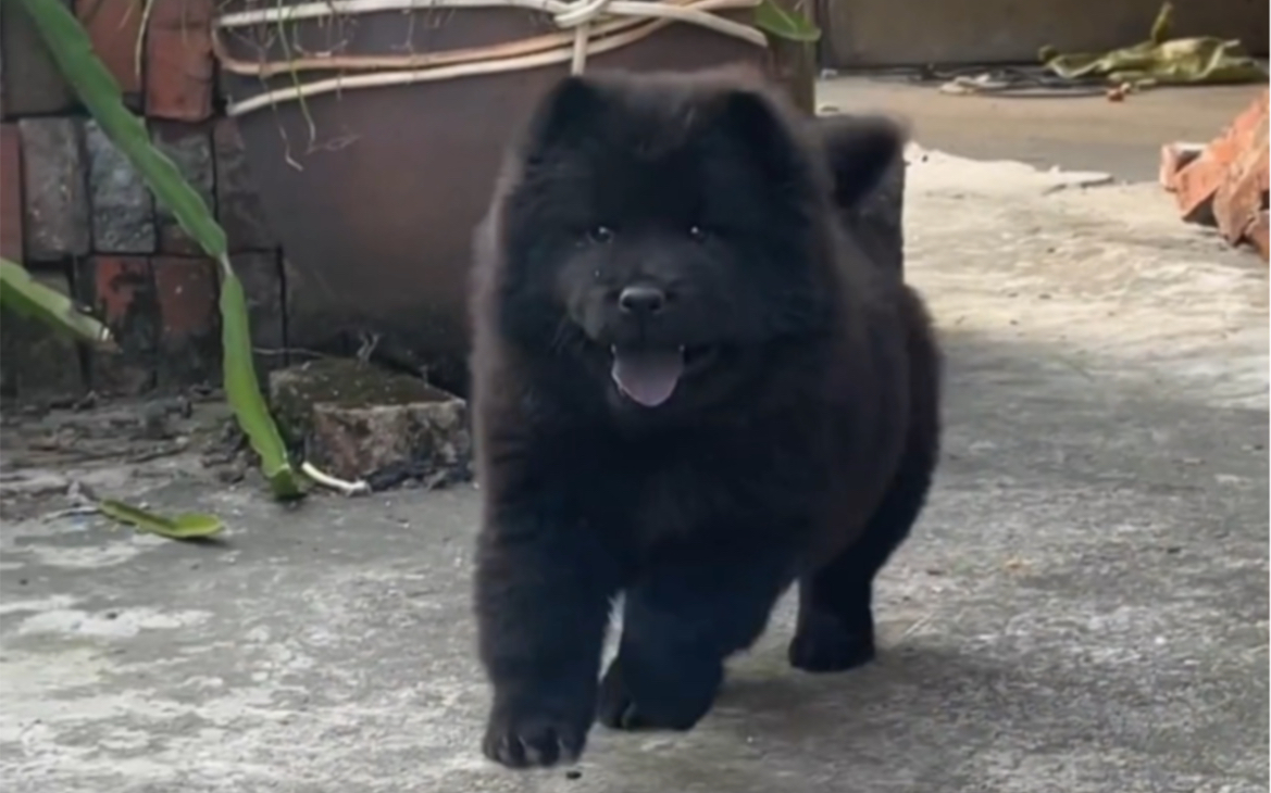 中华五黑田园犬长大了好不好看?