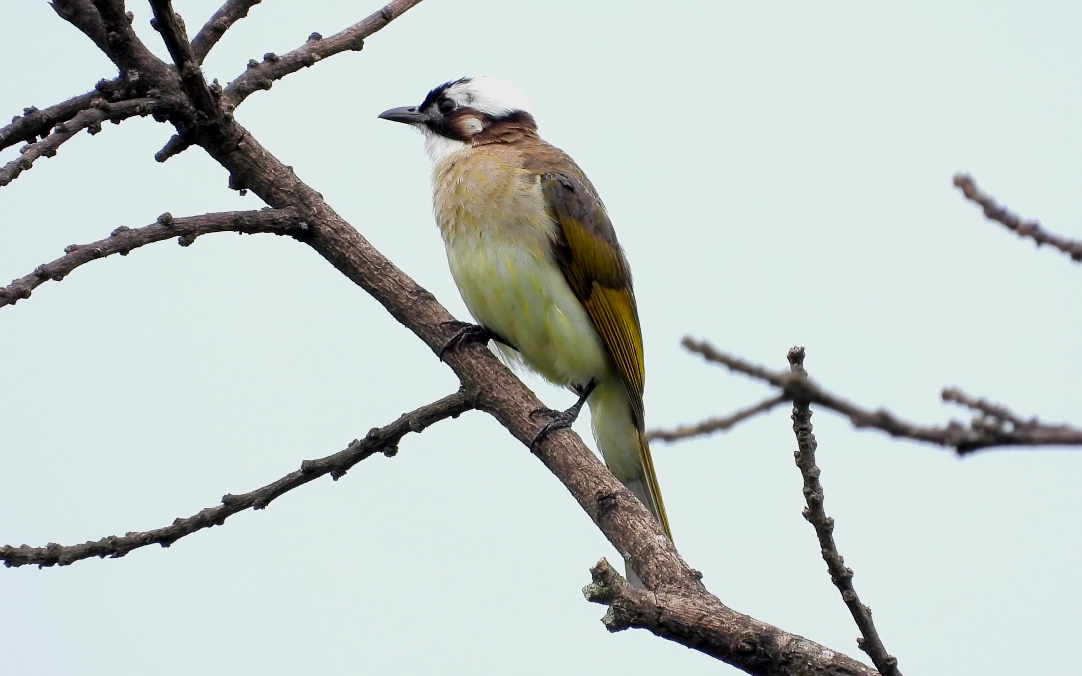 好听的鸟叫声,普通鸟白头鹎叫声
