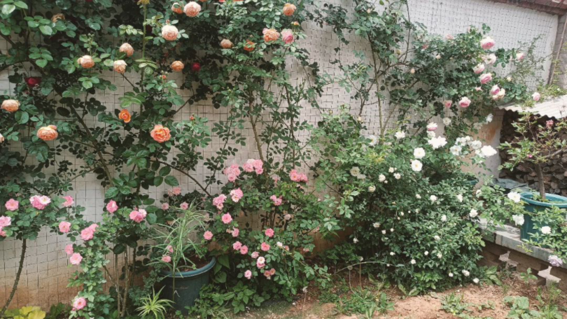 月季小院一年美景集此时