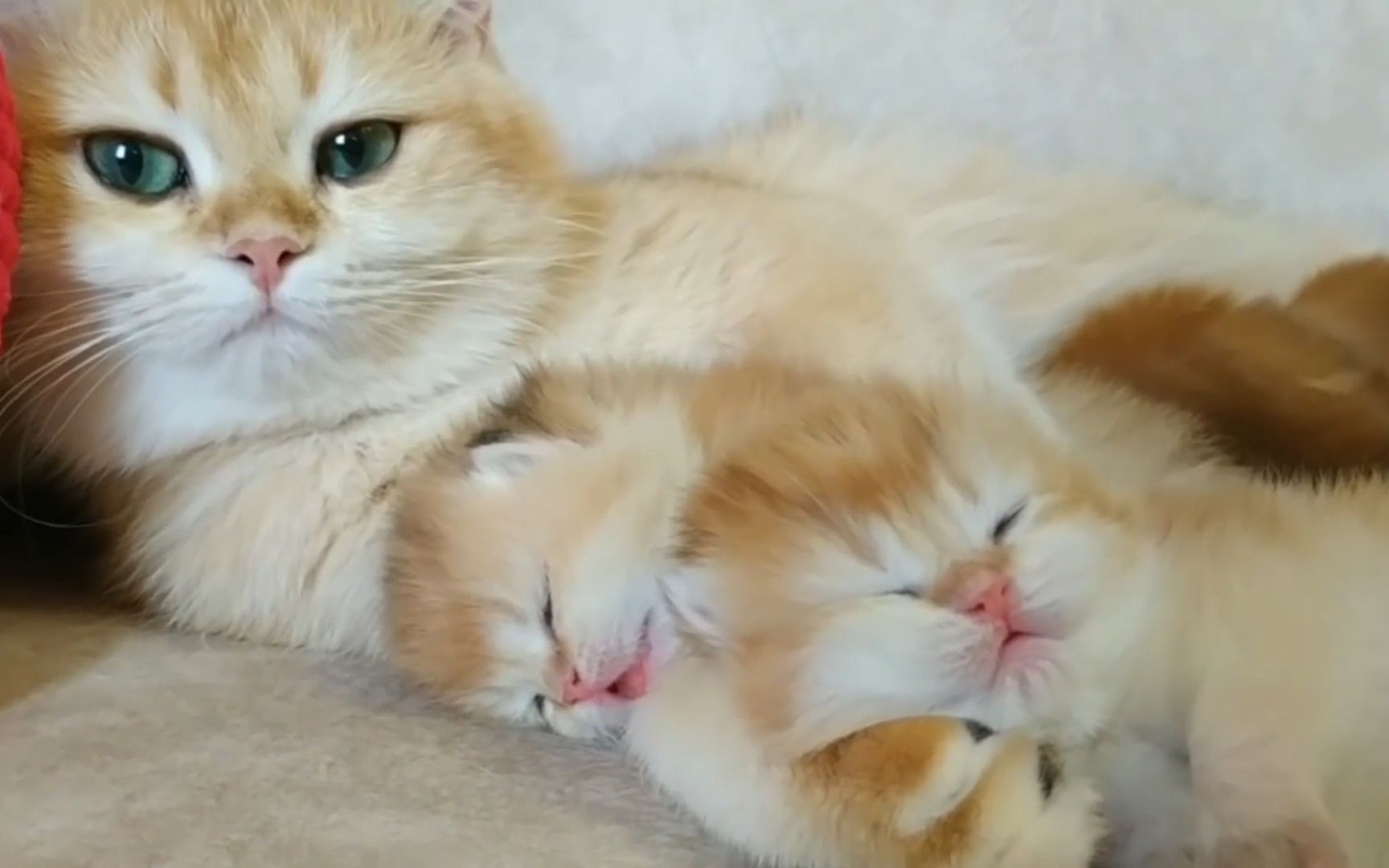 猫妈带娃日常,睡觉都要搂紧