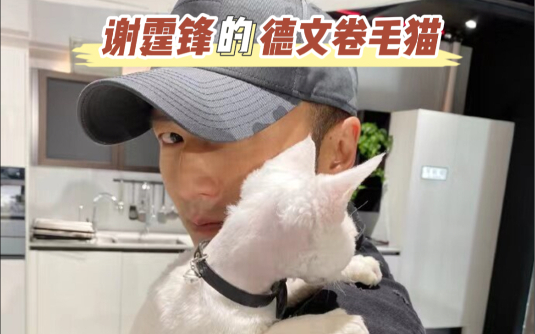 谢霆锋的德文卷毛猫!