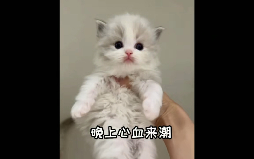 哈金斯的成长哔哩哔哩bilibili