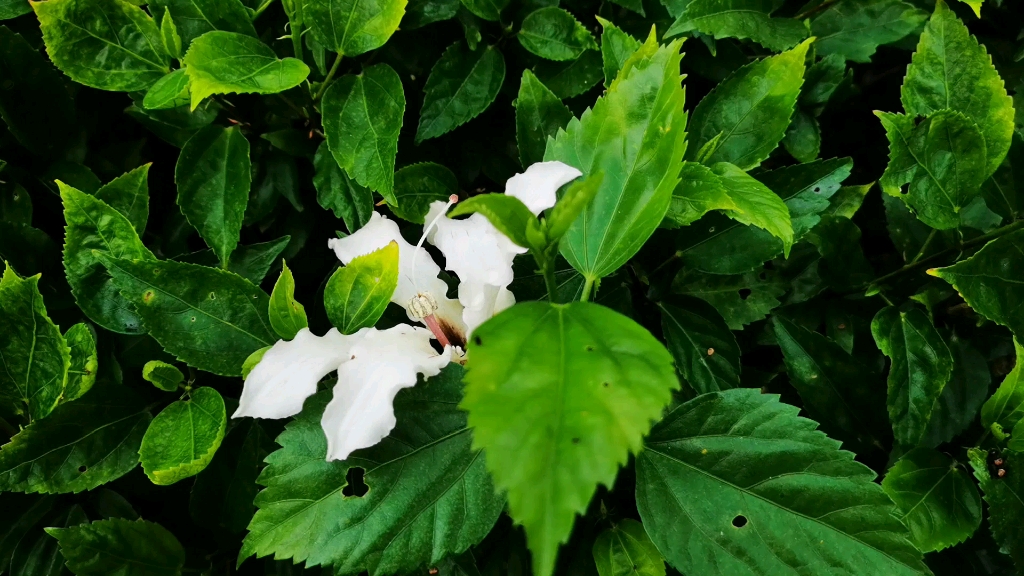 白色木棉花壁纸图片