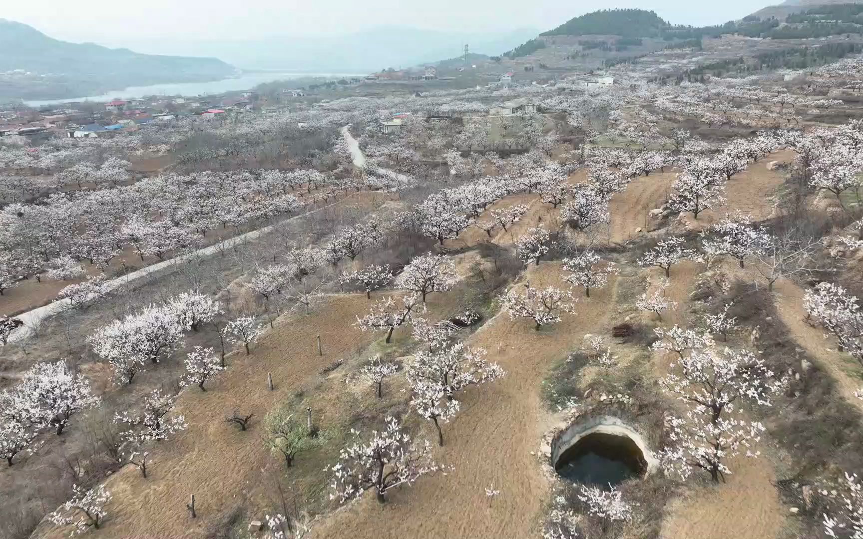 [图]航拍济南长清张夏万亩杏花盛开，漫山遍野的杏花非常壮观