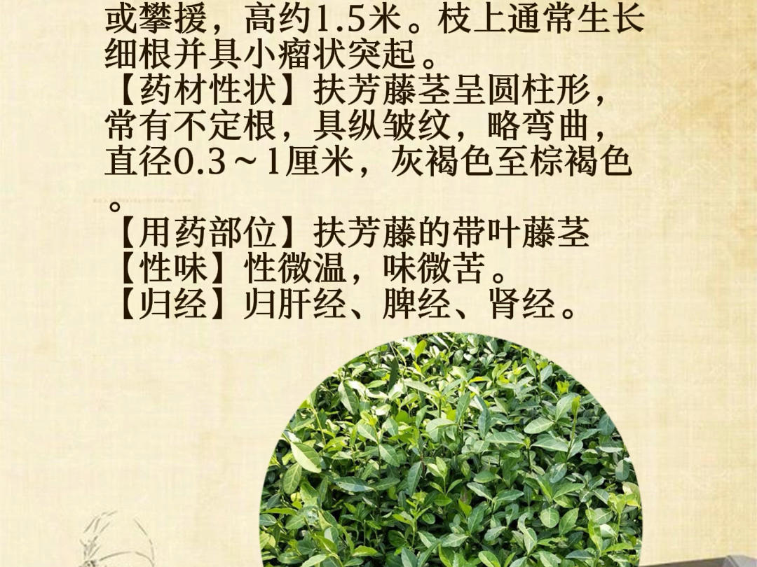 藤草药图片大全和名称图片