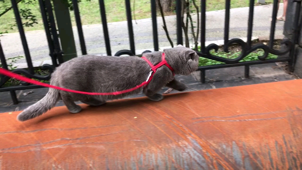 活动  我也传个我家肥虎吧