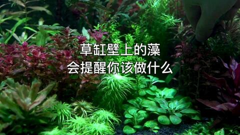 国外双杠对比测试草缸到底要不要打co2 对水草的影响视频有点长 哔哩哔哩