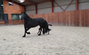 Download Video: 出生10天的弗里斯兰 室内蹦跶 太可爱了10 days old Friesian horse filly at the inside arena so cute